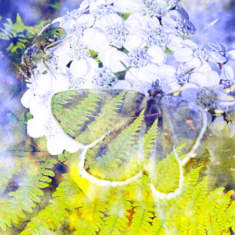 Fern & Flutter